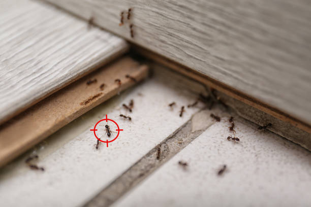 Best Residential Pest Control  in Holly Hill, SC