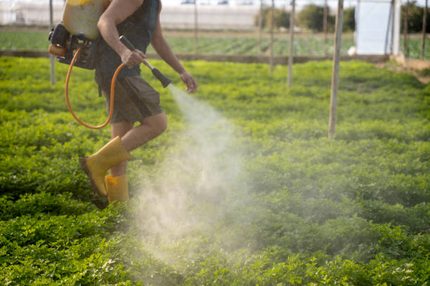 Best Emergency Pest Control  in Holly Hill, SC