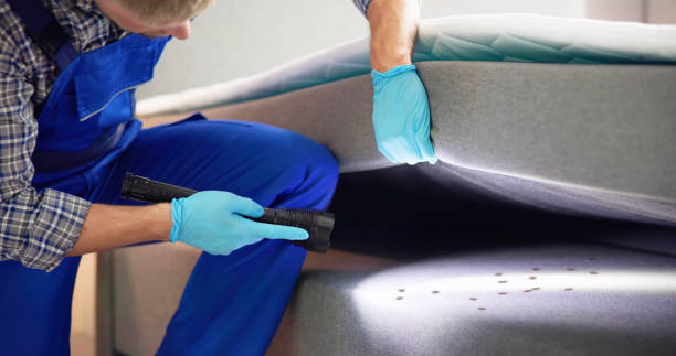 Best Ant Control Services  in Holly Hill, SC