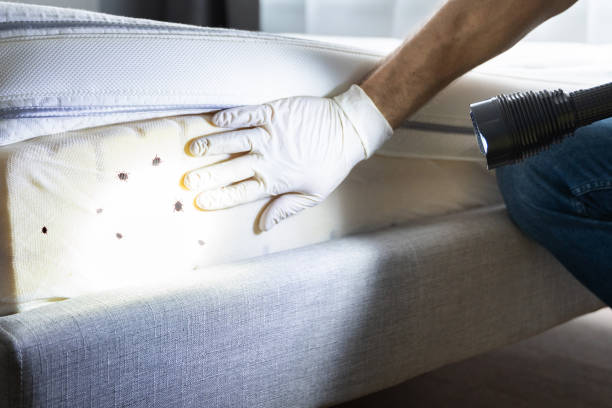 Best Pest Control Near Me  in Holly Hill, SC