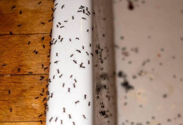 Best Pest Prevention Services  in Holly Hill, SC