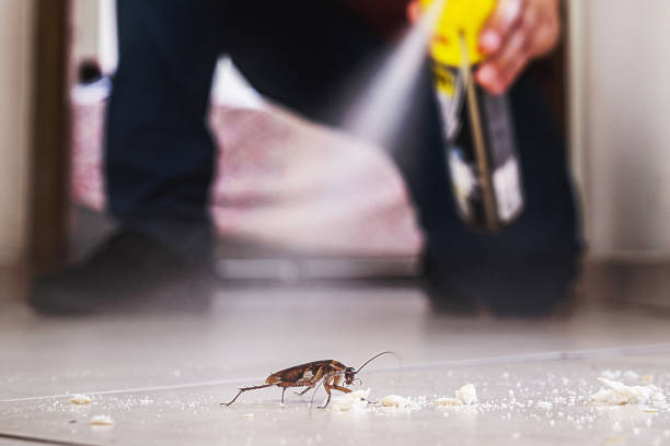 Best Local Pest Control Services  in Holly Hill, SC