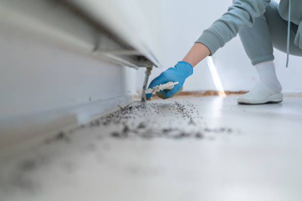 Pest Prevention Services in Holly Hill, SC